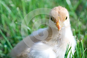 Close up shot of a small chick on green background