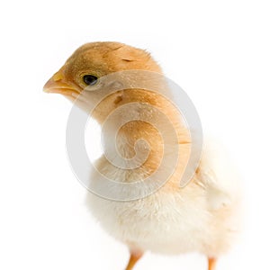 Close up shot of a small chick isolated on background