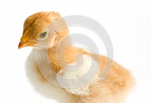 Close up shot of a small chick isolated on background