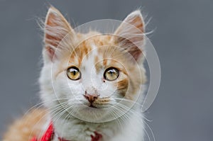 Close-up shot of small cute white-ginger kitten face