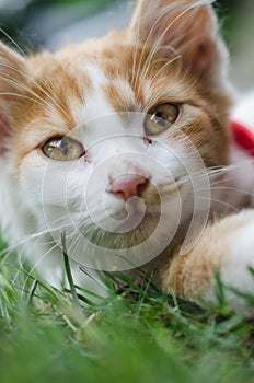 Close-up shot of small cute white-ginger kitten face