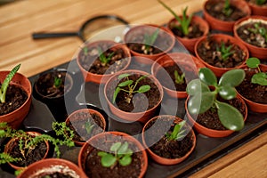 Close up shot of small flower pots in a seed tray with seedlings at different stages of growth