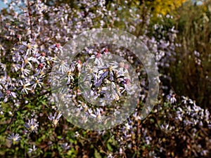 Close-up shot of small flowers of daisy-like Blue wood aster Aster cordifolius or Symphyotrichum cordifolium. Flowers are blue