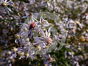 Close-up shot of small flowers of daisy-like Blue wood aster Aster cordifolius or Symphyotrichum cordifolium. Flowers are blue