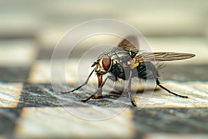 Close-up shot of small fly on chequered texture with blurred background. Insect wings, body are in focus, while surrounding photo