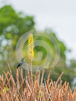 Close-up shot of a small Green-throated carib flying around a yellow Kniphofia in the field