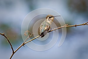 Close up shot of small hummingbird photo