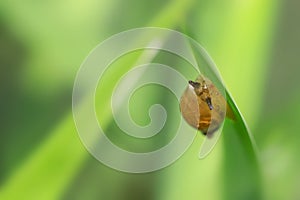 Close up shot of small snail on a leaf