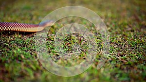 Close up shot of small snake slithering along ground