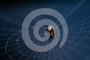 Close-up shot of a small spider on a web with a blue background