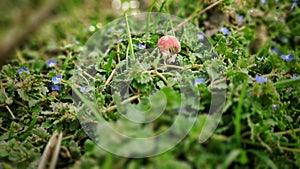 Close up shot of small wooden mushroom with red hat placed between small flowers and grass