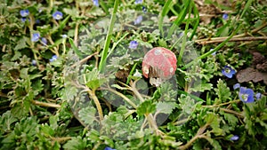 Close up shot of small wooden mushroom with red hat placed between small flowers and grass