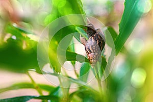 close-up shot of snail climbing slowly on a plant with green nature.