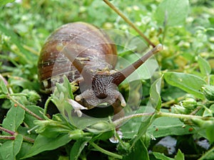 Close up shot of a snail crawling on ground