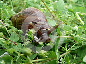 Close up shot of a snail crawling on ground
