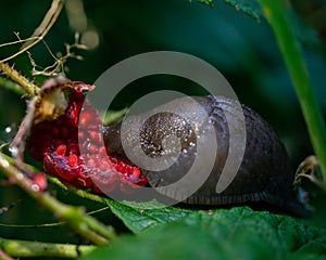 Close-up shot of a snail on a green leaf eating a ripe fresh strawberry in nature