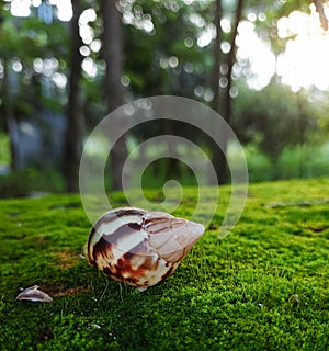 Close up shot of snail shell in mosss ground.