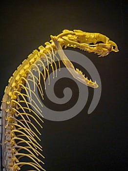Close up shot of a snake bone structure