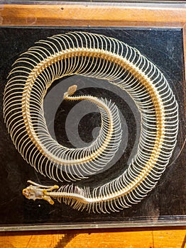 Close up shot of a snake bone structure