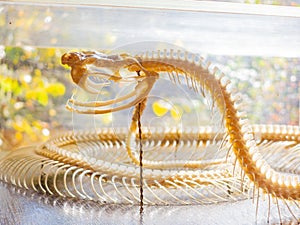 Close up shot of a snake bone structure
