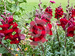 Close-up shot of the snapdragon (Antirrhinum majus) Rocket flame flowering with dark red flowers in the garden