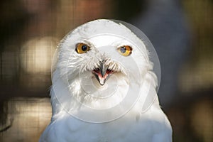 Portrait of a snow-owl.