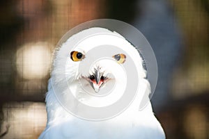 Portrait of a snow-owl.