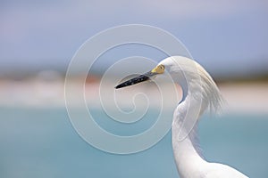 Close up shot of Snow white Egret bird