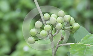 Close up shot of the Solanum torvum fruit
