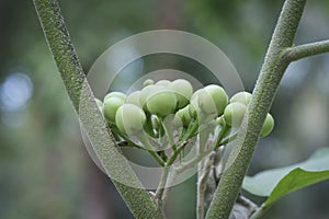 Close up shot of the Solanum torvum fruit