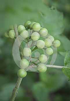 Close up shot of the Solanum torvum fruit