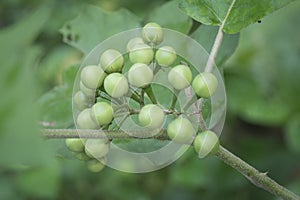 Close up shot of the Solanum torvum fruit