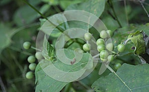 Close up shot of the Solanum torvum fruit