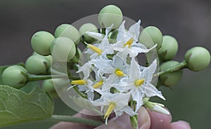 Close up shot of the Solanum torvum fruit