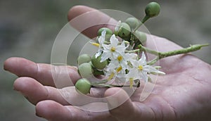 Close up shot of the Solanum torvum fruit