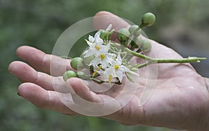 Close up shot of the Solanum torvum fruit