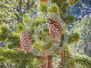 Close up shot of some fresh pine cone hanging on the tree