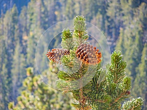 Close up shot of some fresh pine cone hanging on the tree