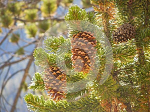 Close up shot of some fresh pine cone hanging on the tree