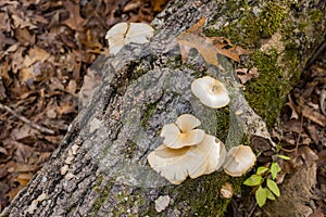 Close up shot of some mushroom