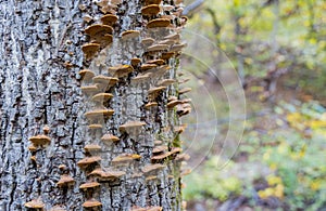 Close up shot of some mushroom