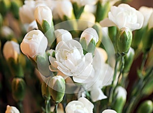 Close up shot of some white carnation flowers and buds.