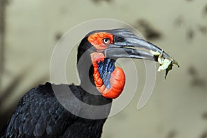 Close-up shot of a southern ground hornbill with leaves in its beak. Bucorvus leadbeateri.