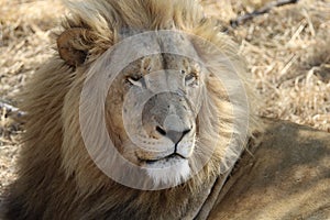 Close up shot of a southwest African lion lying on the ground
