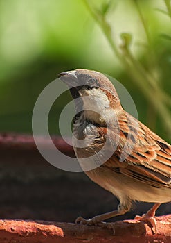 Close up shot of sparrow