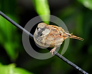 Close up shot of sparrow