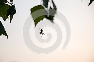 Close up shot of spider build. Making the spider web on the leafs