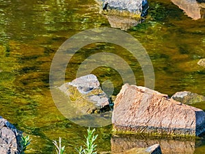 Close up shot of Spotted sandpiper by the river