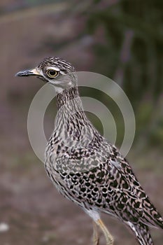 Close-up shot of a Spotted thick-knee bird standing on the ground and gazing back