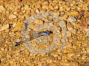 Close up shot of Springwater Dancer Dameselfly
